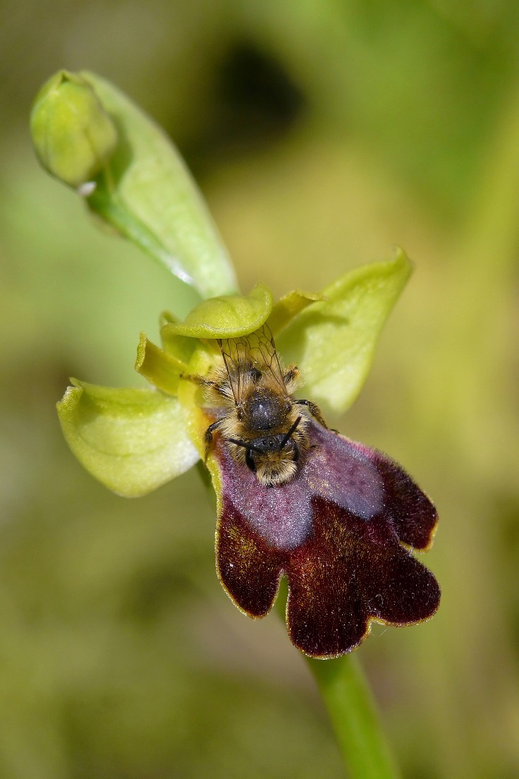 Aiuto...  Andrena cfr. hesperia, maschio